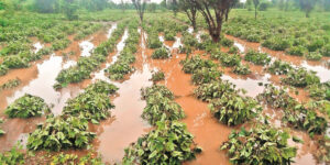 disaster-rain-heavy-damage-to-crops-in-katol-narkhed-tehsil_730X365