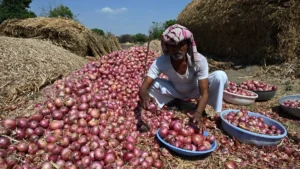ONION FARMER AGRICULTURE DROUGHT ECONOMIC DISTRESS NASHIK_01