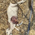 बिबट्याचा वासरावर हल्ला…