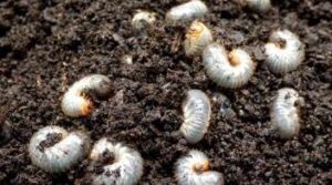 20 May 2020_Protection-of-groundnut-crop-from-white-braided