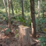 चिखली तालुका वाळवंट होण्याच्या मार्गावर; दिवसाढवळ्या ‘हिरवी कत्तल’!​वनविभागाच्या डोळ्यांदेखत लाखो रुपयांची अवैध वृक्षतोड व लाकूड तस्करी सुसाट​ संतापजनक : ‘झाडे लावा, झाडे जगवा’ योजनेचा फज्जा; अधिकाऱ्यांच्या ‘मूकसंमती’ने हप्तेखोरीला बळ?